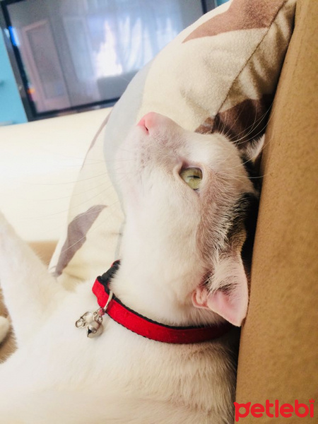 Tekir Kedi, Kedi  Köpük fotoğrafı