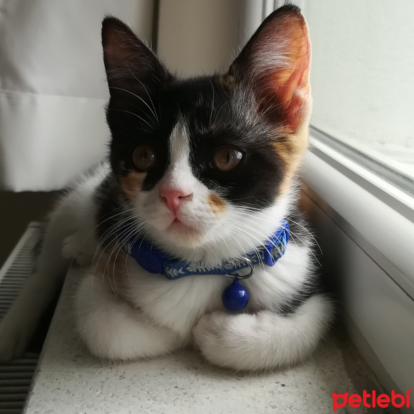 Tekir Kedi, Kedi  Spock fotoğrafı