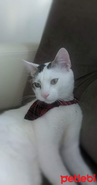 Tekir Kedi, Kedi  Köpük fotoğrafı