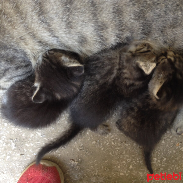 Soke, Kedi  Sokak kedilerim fotoğrafı