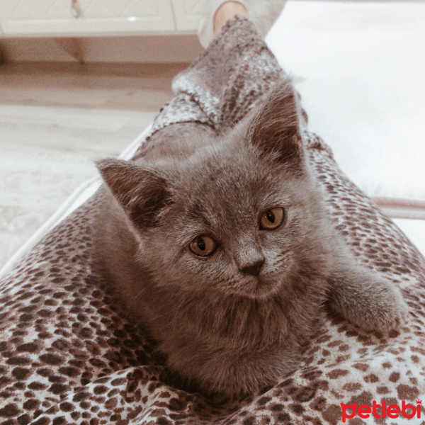 British Shorthair, Kedi  Bella fotoğrafı