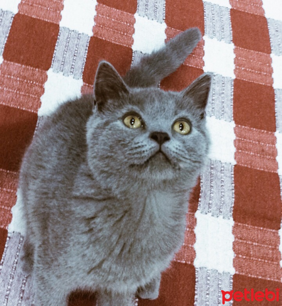 British Shorthair, Kedi  Bella fotoğrafı