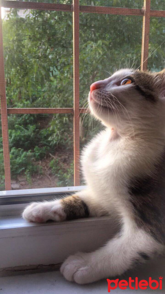 Tekir Kedi, Kedi  No name :) fotoğrafı
