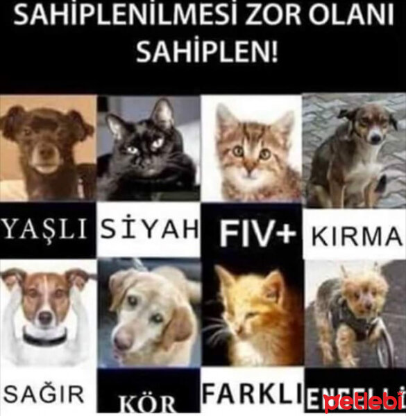 Soke, Kedi  Maydonoz fotoğrafı