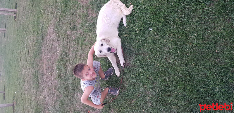 Golden Retriever, Köpek  Dımple fotoğrafı