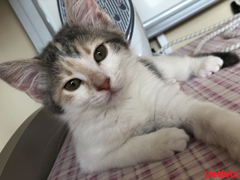 Tekir Kedi, Kedi  Mumu fotoğrafı