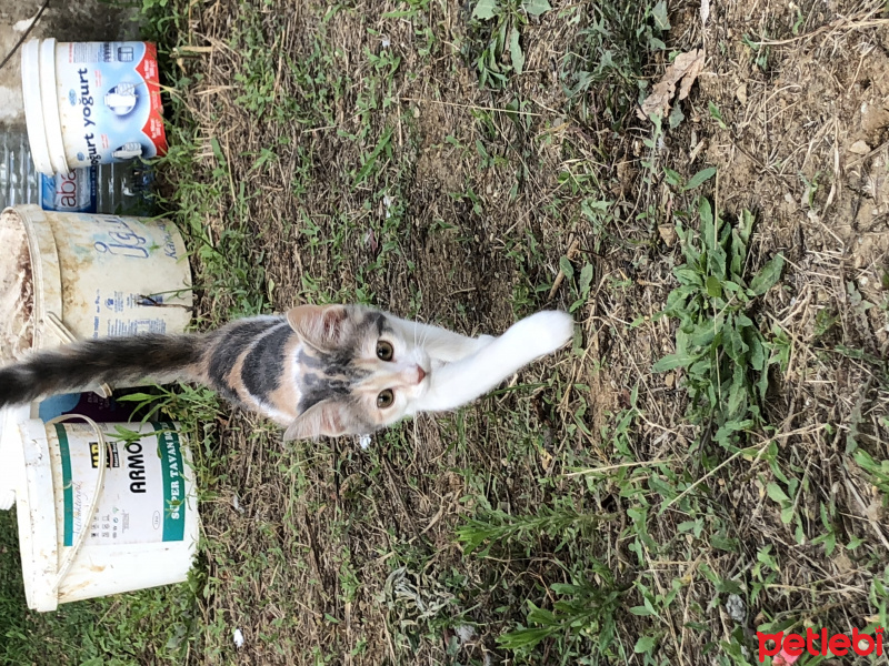 Tekir Kedi, Kedi  Mumu fotoğrafı