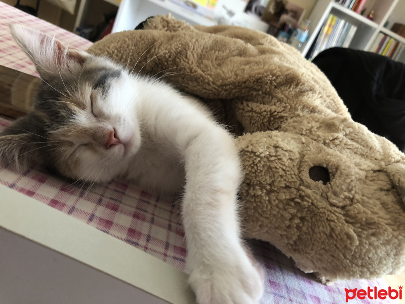 Tekir Kedi, Kedi  Mumu fotoğrafı