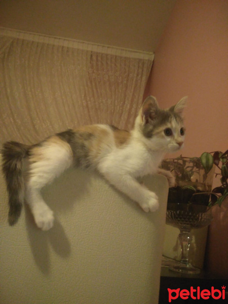 Tekir Kedi, Kedi  Mumu fotoğrafı