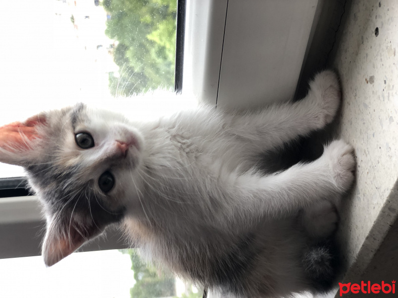 Tekir Kedi, Kedi  Mumu fotoğrafı