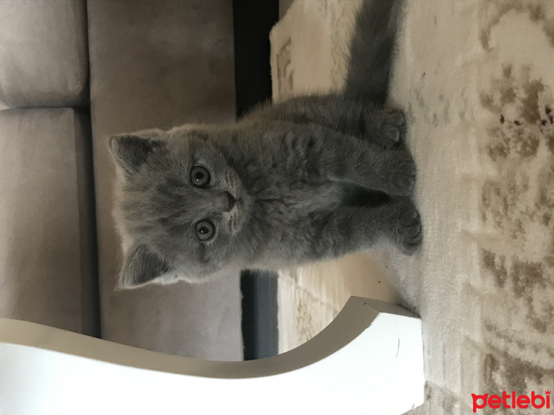 British Shorthair, Kedi  Milk fotoğrafı