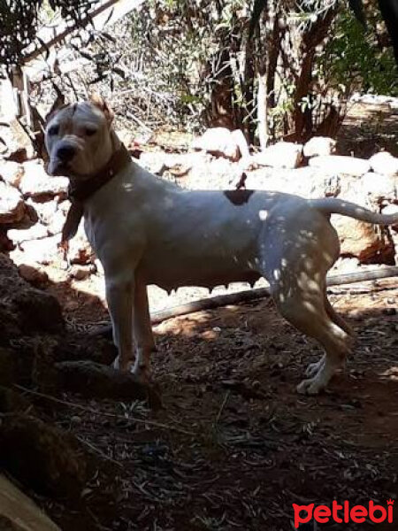 Amerikan Pitbull Terrier, Köpek  Leo fotoğrafı