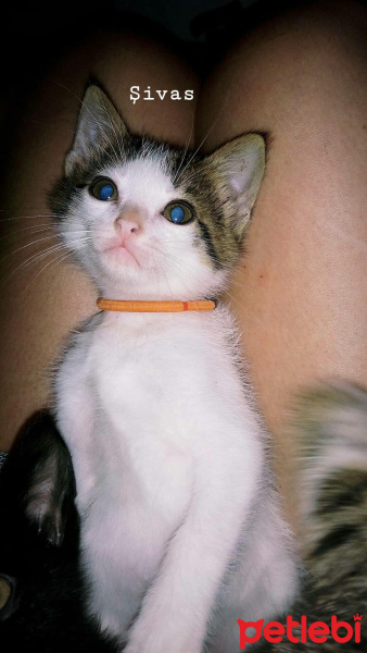 Tekir Kedi, Kedi  Şivas fotoğrafı