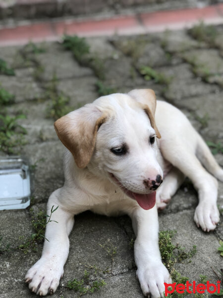 Labrador Retriever, Köpek  Alex fotoğrafı