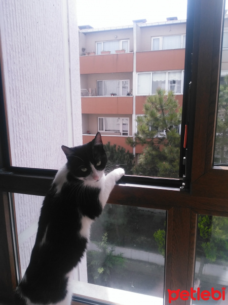 Tuxedo (Smokin) Kedi, Kedi  baykuş fotoğrafı