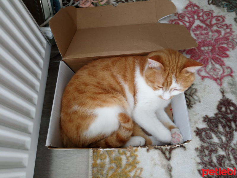 Sarman, Kedi  Aras fotoğrafı