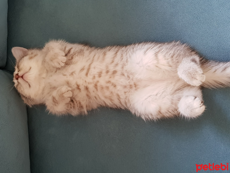 British Shorthair, Kedi  Hena fotoğrafı