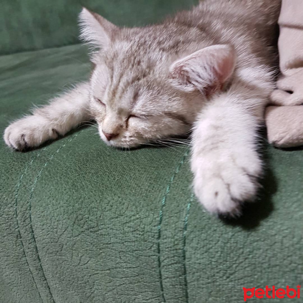 British Shorthair, Kedi  Hena fotoğrafı