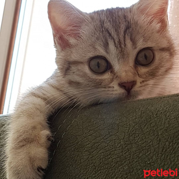 British Shorthair, Kedi  Hena fotoğrafı