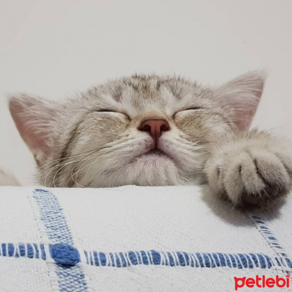 British Shorthair, Kedi  Hena fotoğrafı