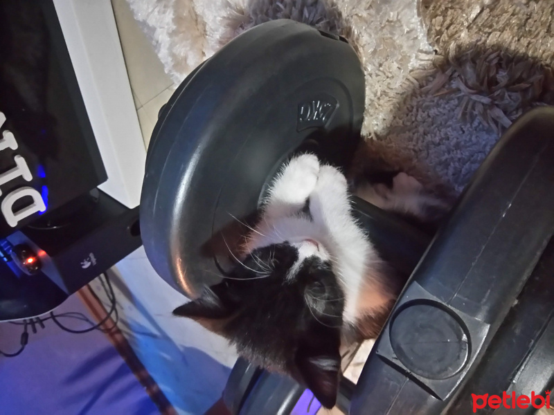 Tekir Kedi, Kedi  CEKU fotoğrafı