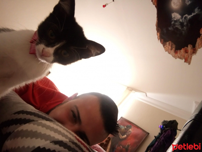 Tekir Kedi, Kedi  CEKU fotoğrafı