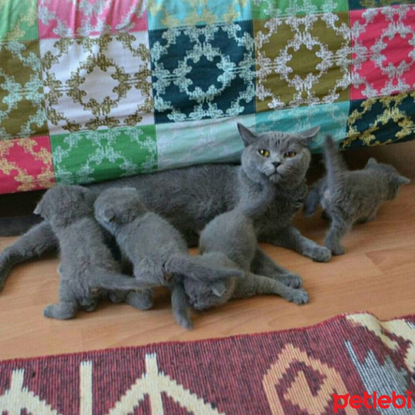British Shorthair, Kedi  Mira fotoğrafı