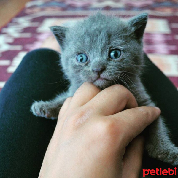 British Shorthair, Kedi  Mira fotoğrafı