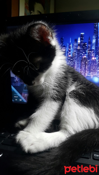 Tekir Kedi, Kedi  Eti fotoğrafı