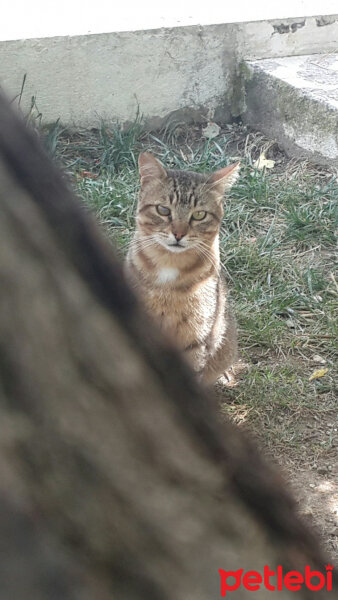 Tekir Kedi, Kedi  PufPuf fotoğrafı