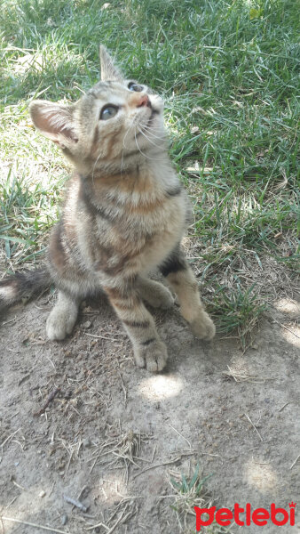 Tekir Kedi, Kedi  PufPuf fotoğrafı