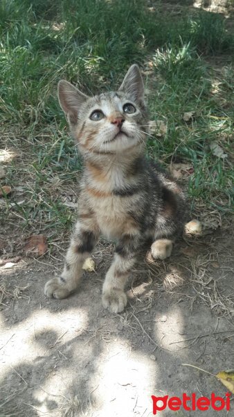 Tekir Kedi, Kedi  PufPuf fotoğrafı