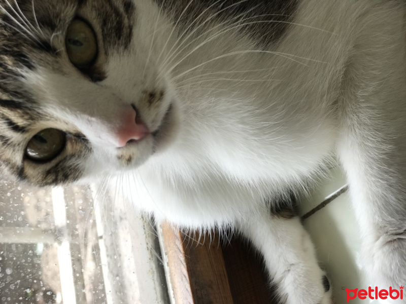 Tekir Kedi, Kedi  Miu fotoğrafı
