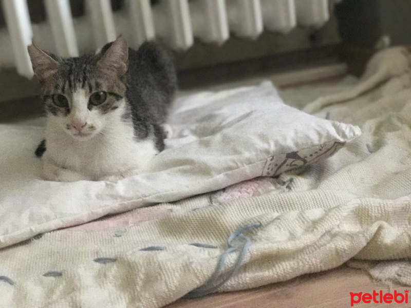 Tekir Kedi, Kedi  Miu fotoğrafı