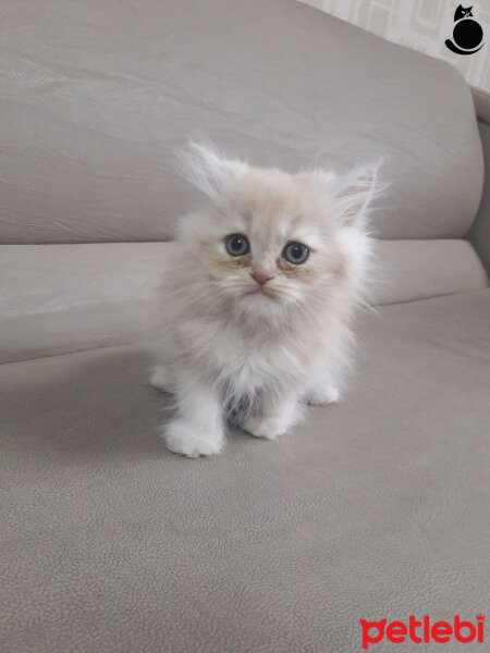 Chinchilla, Kedi  canan fotoğrafı