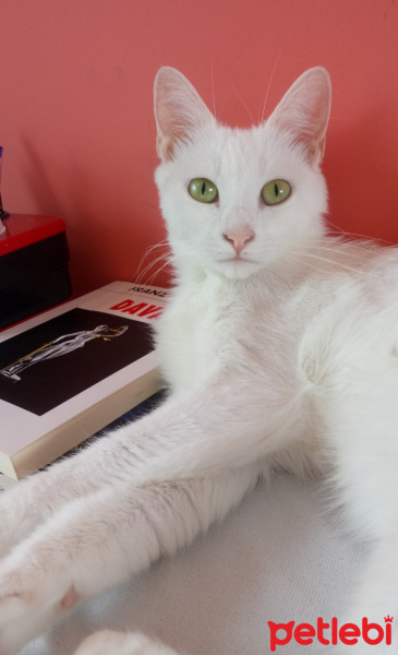 Ankara Kedisi, Kedi  Şans fotoğrafı
