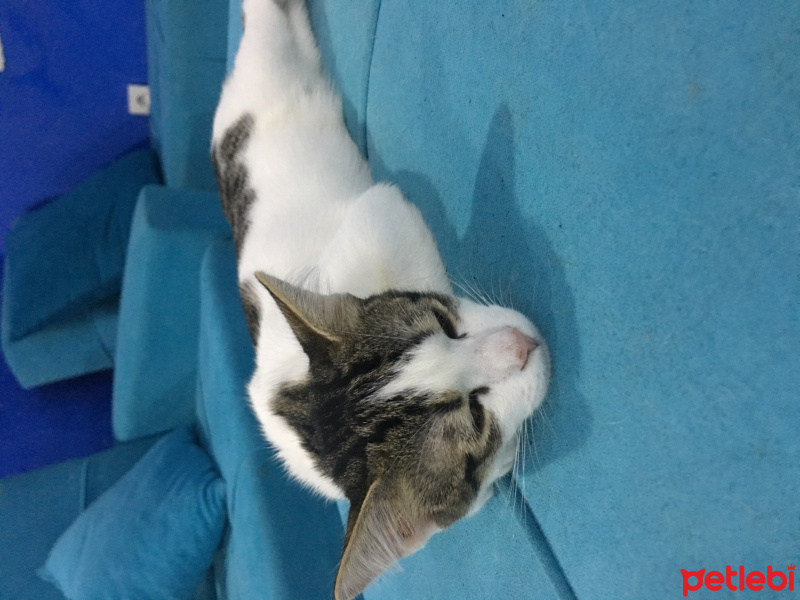 Tekir Kedi, Kedi  po fotoğrafı