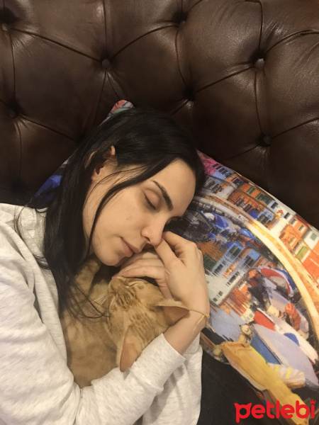 Tekir Kedi, Kedi  Uniq fotoğrafı