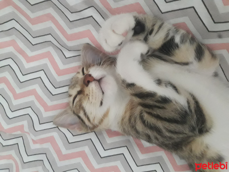 Tekir Kedi, Kedi  Minik fotoğrafı