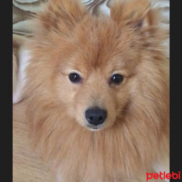 Pomeranyalı, Köpek  LUCKY fotoğrafı