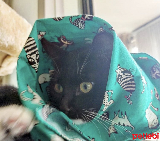 Tekir Kedi, Kedi  Bade fotoğrafı
