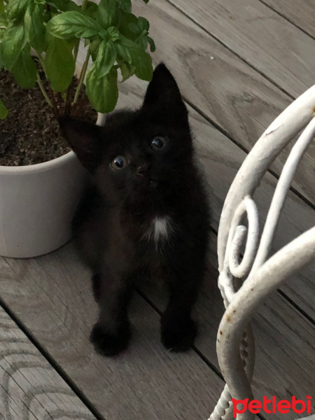 Tekir Kedi, Kedi  Ponçik fotoğrafı