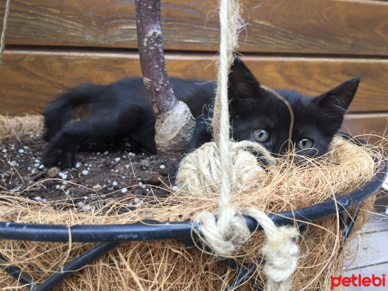 Tekir Kedi, Kedi  Ponçik fotoğrafı