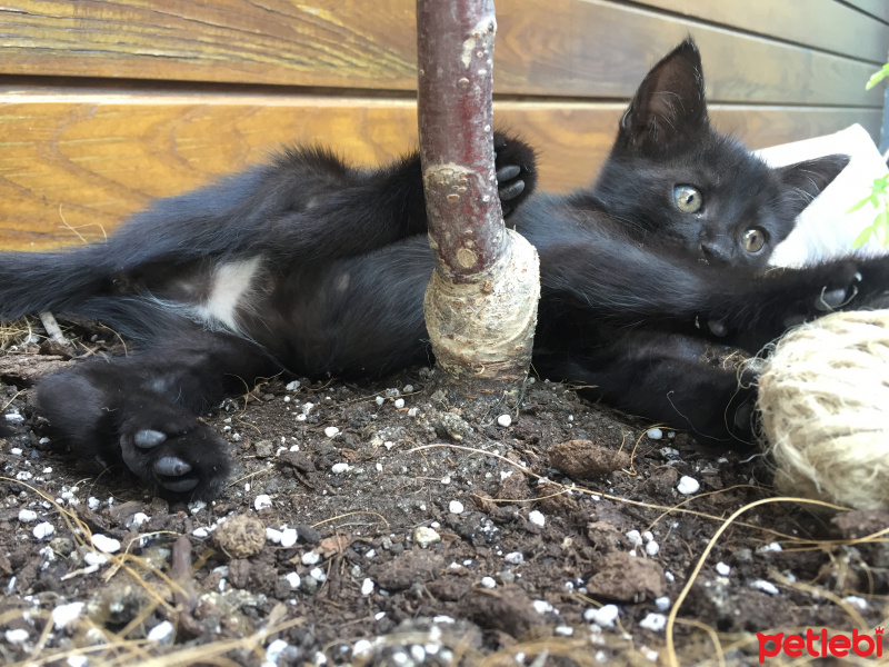 Tekir Kedi, Kedi  Ponçik fotoğrafı