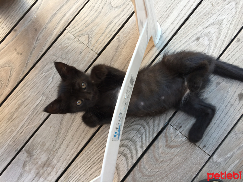 Tekir Kedi, Kedi  Ponçik fotoğrafı