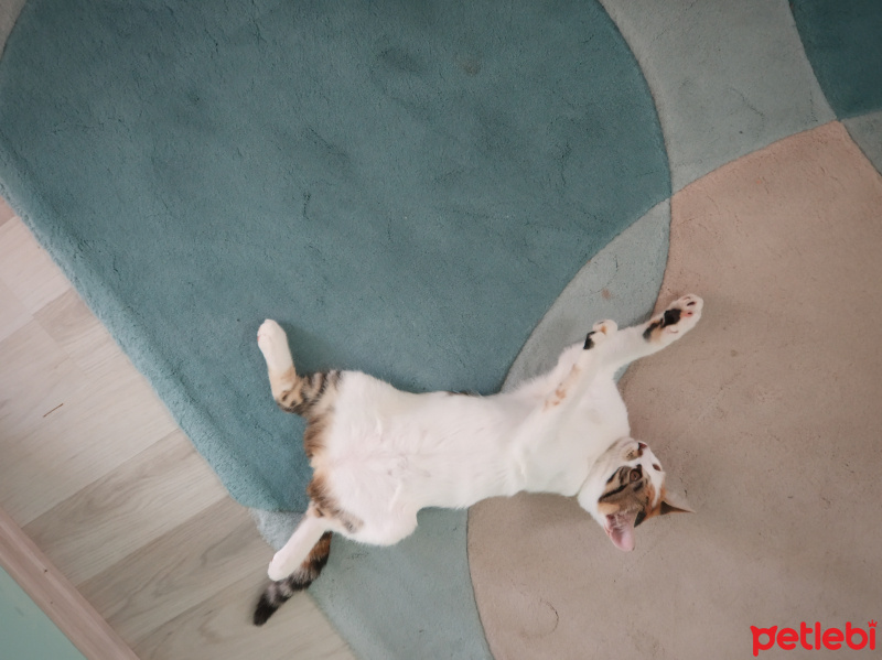 Tekir Kedi, Kedi  Lokum fotoğrafı