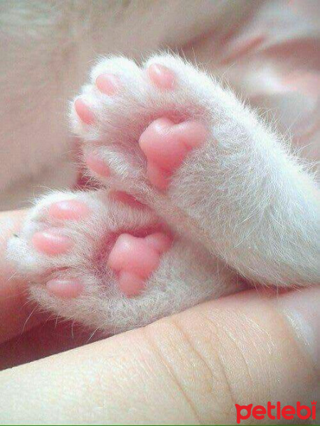 Tekir Kedi, Kedi  Minnoş fotoğrafı