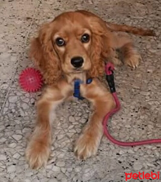 İngiliz Cocker Spaniel, Köpek  Tarcin fotoğrafı