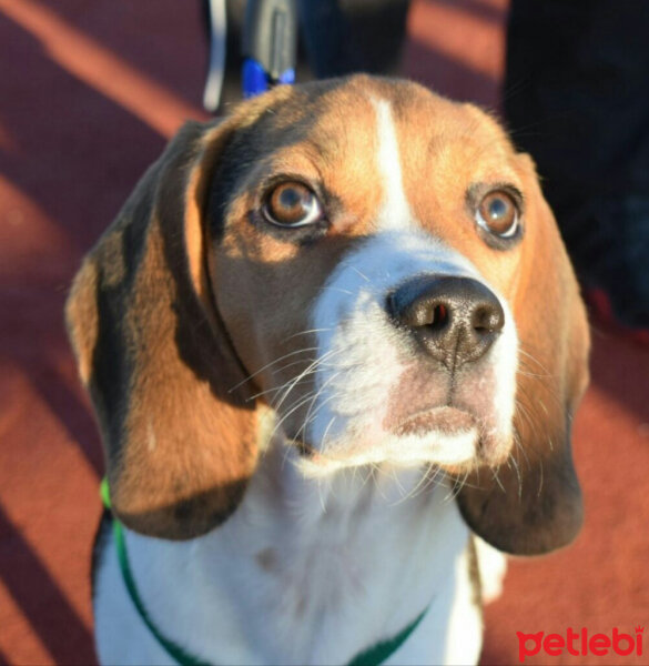 Beagle, Köpek  Badem fotoğrafı