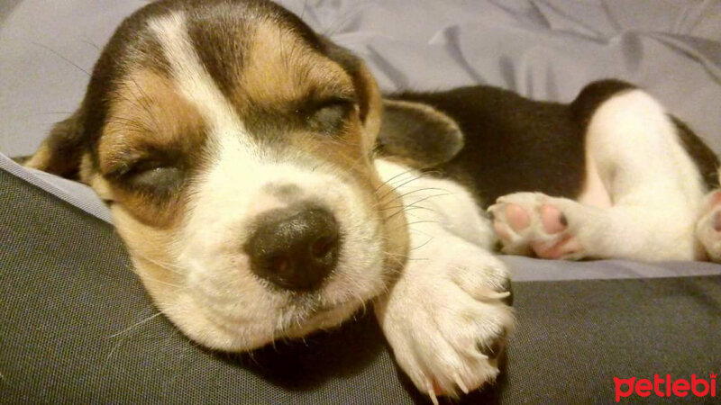 Beagle, Köpek  Badem fotoğrafı